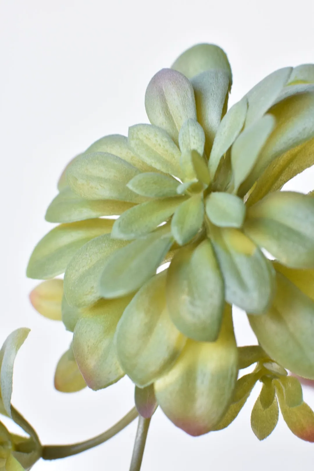 11.5" Faux Trailing Soft Aeonium Spray Stem