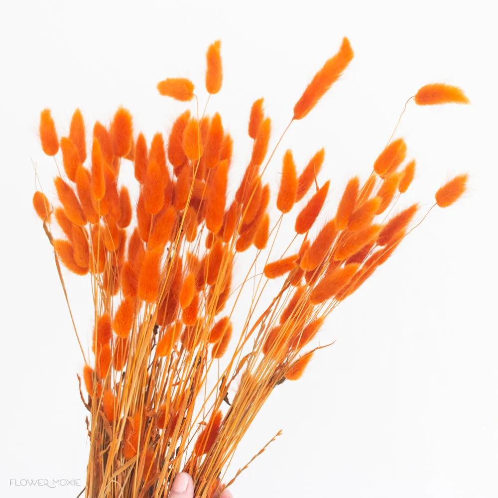 Carrot Orange Dried Bunny Tail Grass