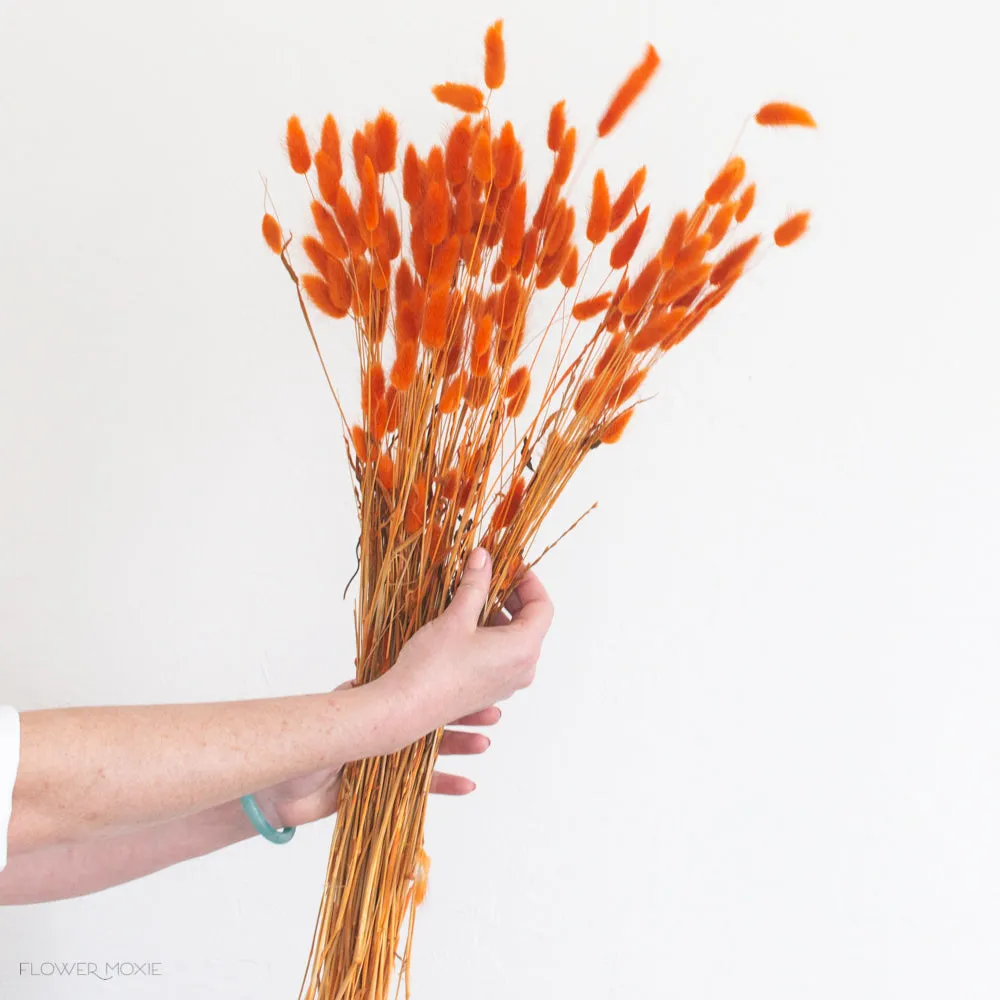 Carrot Orange Dried Bunny Tail Grass