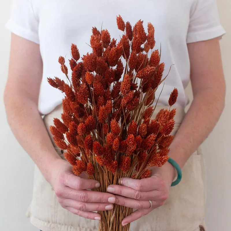 Dried Burnt Oak Phalaris Grass