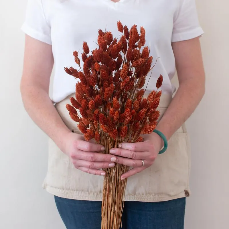 Dried Burnt Oak Phalaris Grass