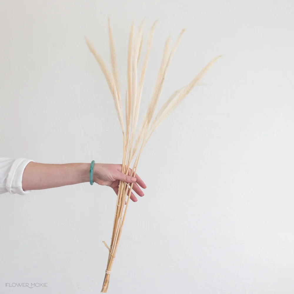 Dried Cream Monkey Tail Grass