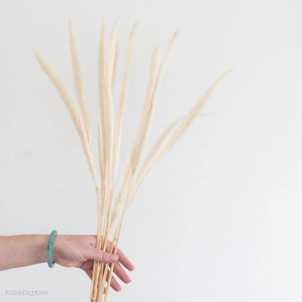 Dried Cream Monkey Tail Grass