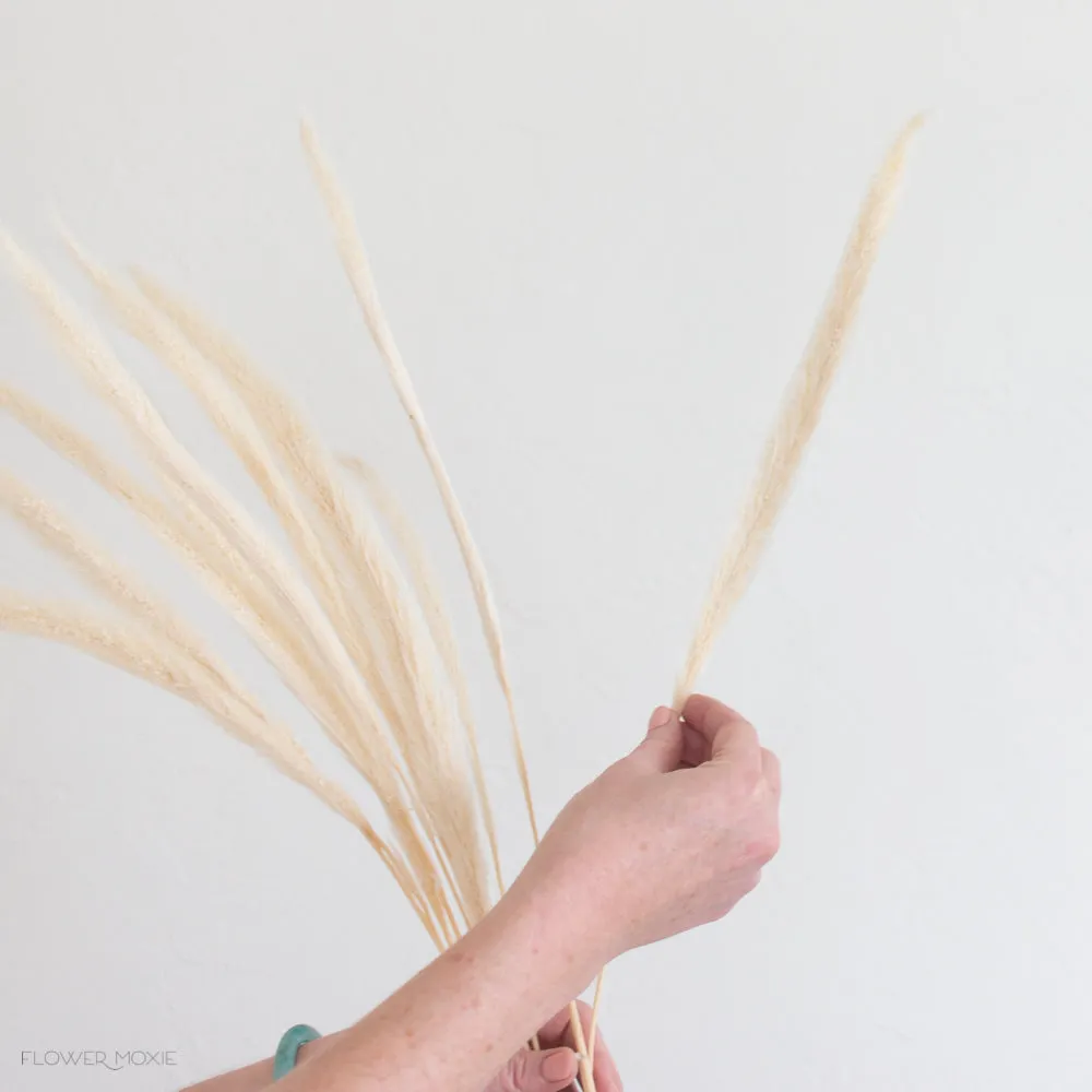 Dried Cream Monkey Tail Grass