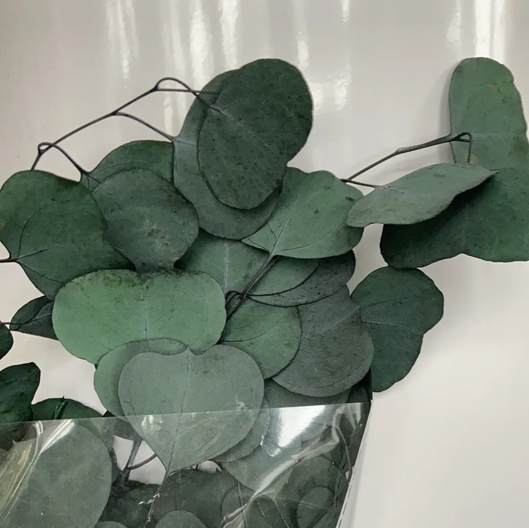 Preserved eucalyptus bunch green silver dollar