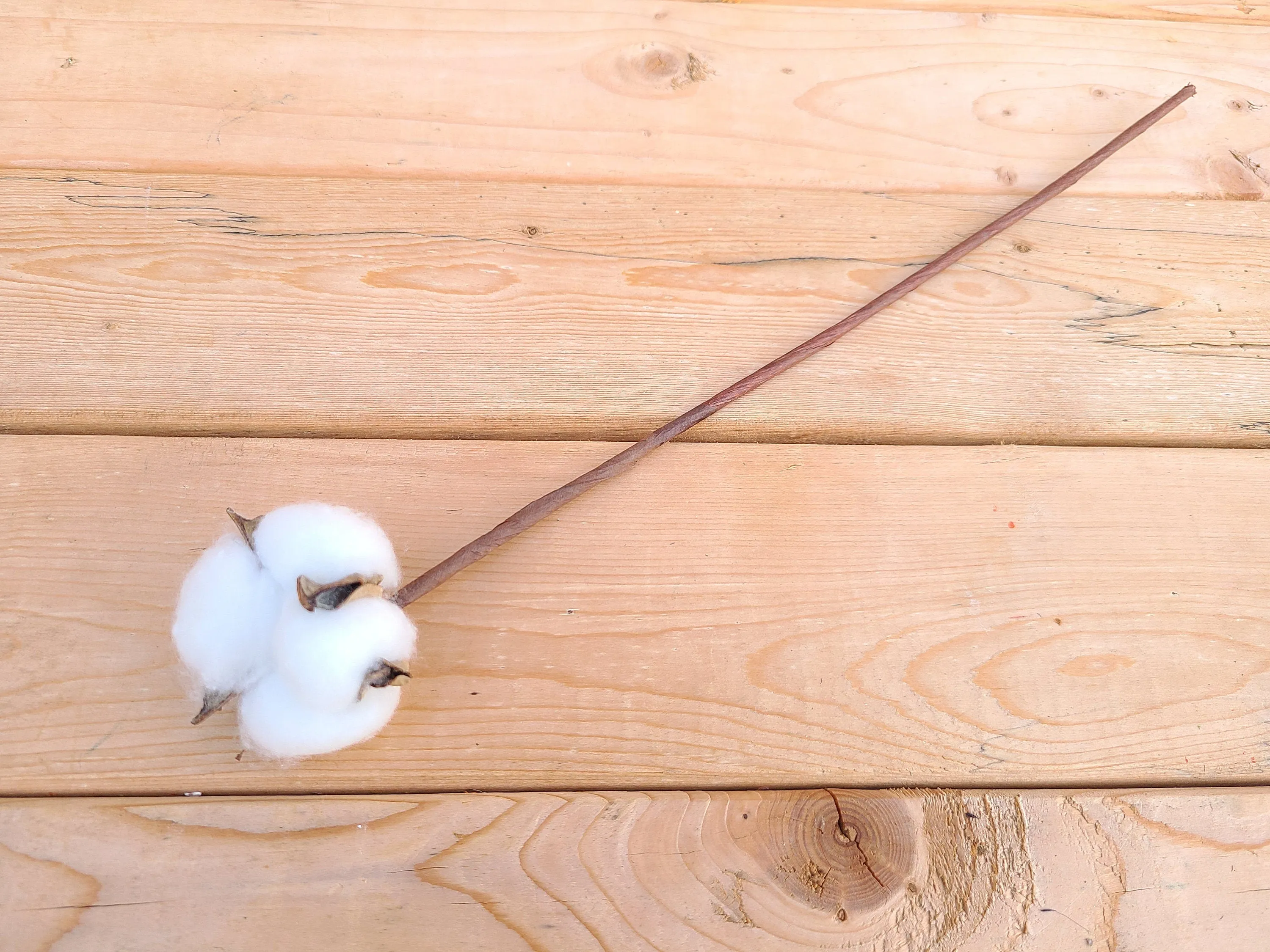 Raw Cotton Stems Bouquet, Cotton Balls