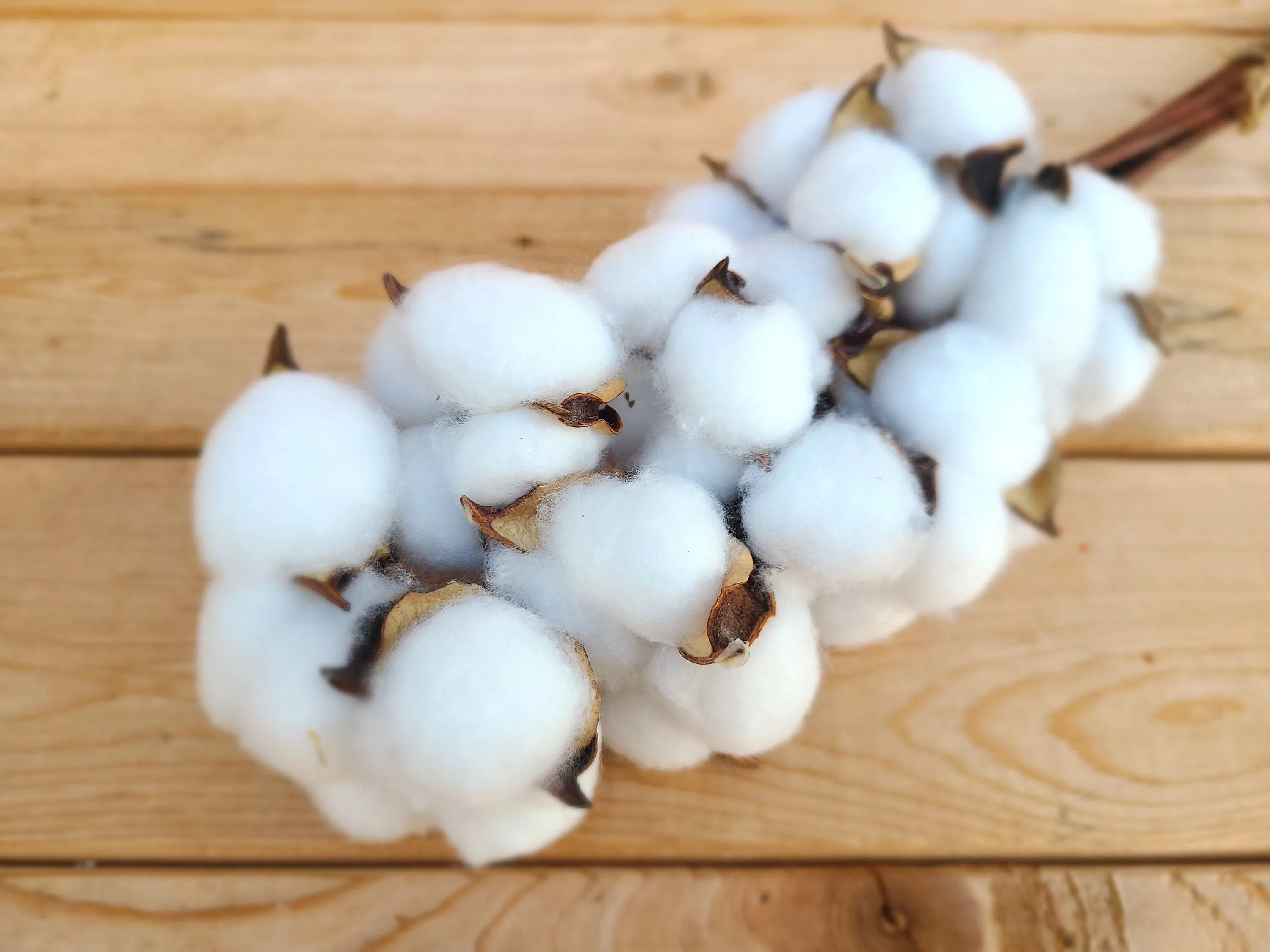 Raw Cotton Stems Bouquet, Cotton Balls