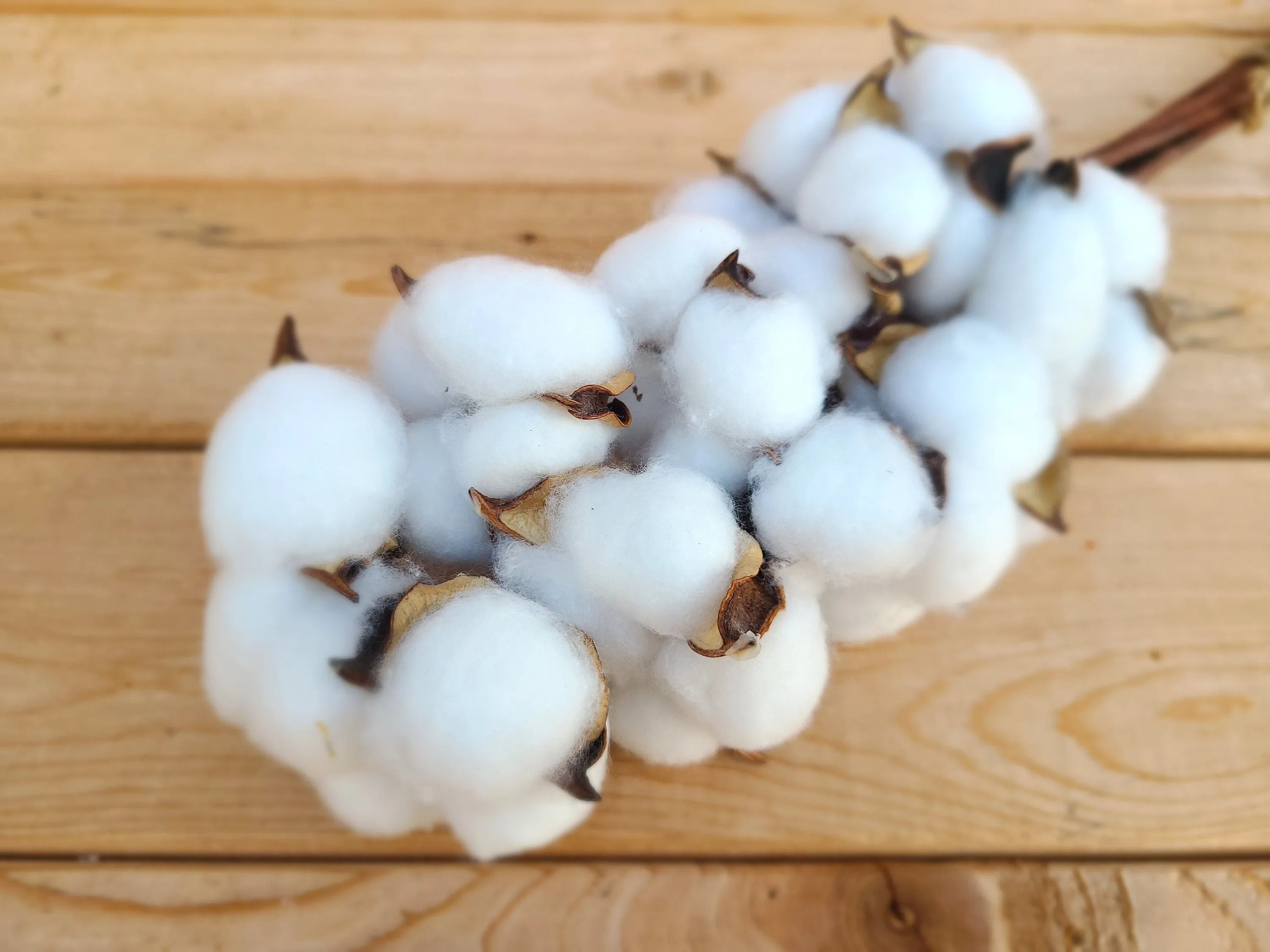 Raw Cotton Stems Bouquet, Cotton Balls