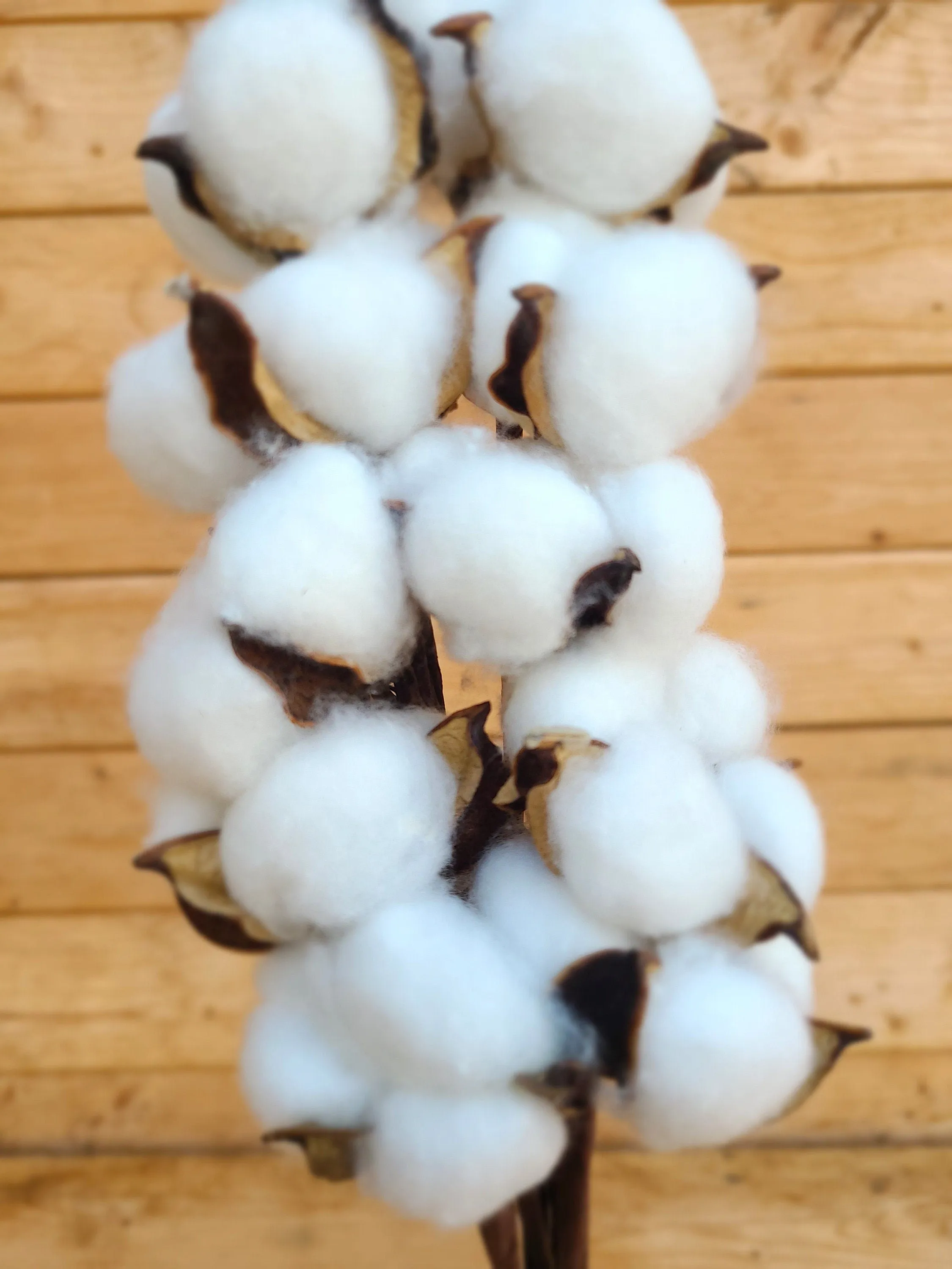 Raw Cotton Stems Bouquet, Cotton Balls